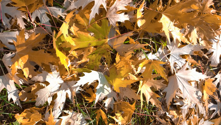 background image of maple leaves on the grass .の写真素材