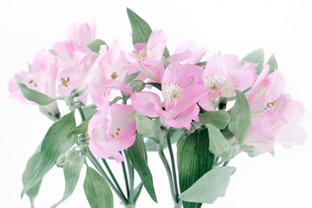 bouquet of flowers isolated on a light background.の写真素材