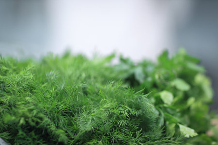 close up.the background image of sprigs of dill and parsleyの写真素材