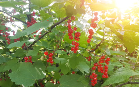 ripe red currant raspberry berries on branchesの写真素材