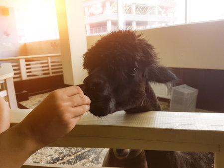 girl feeding Alpaca in the city contact zooの写真素材