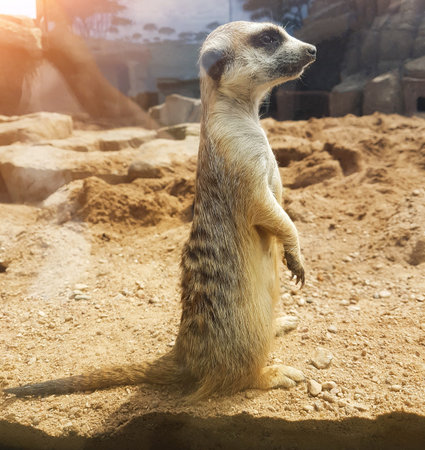 close up.a pretty meerkat standing in terrariumの写真素材