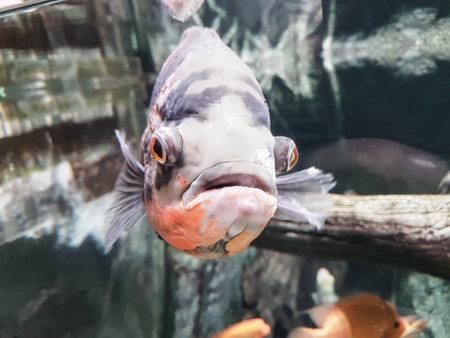 exotic beautiful bright fish in a home aquarium