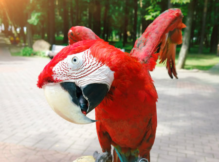 funny macaw parrot on background of summer Parkの写真素材