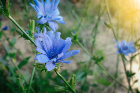 blue cornflowers by the side of the country road.の写真素材