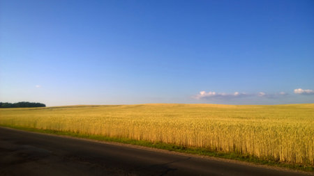 field of ripe wheat on a Sunny day.の写真素材