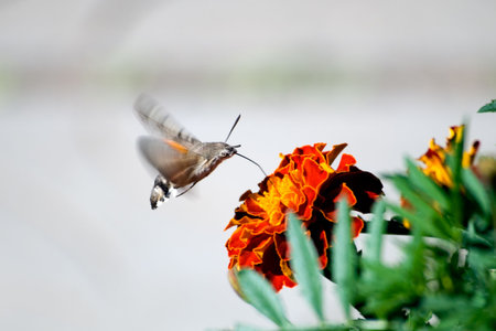 The butterfly drinks nectar from a flower of a calendulaの写真素材
