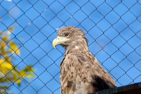 White-tailed (sea) eagle sits in a cage in a zoo on a background of blue sky