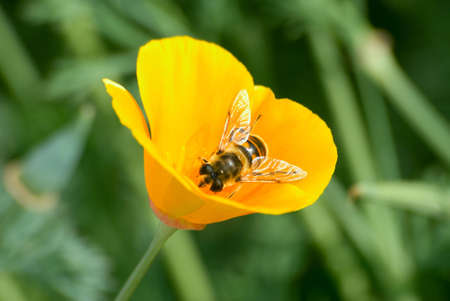 The bee collects nectar on a yellow flowerの写真素材