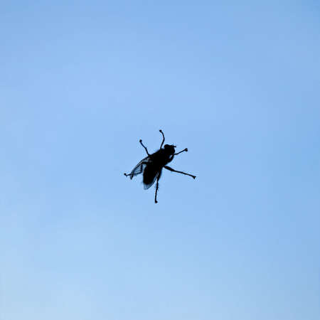 Silhouette of the fly sitting on a window paneの写真素材