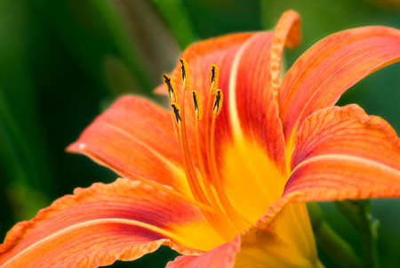 The flower of a lily blossom out among a green grassの写真素材