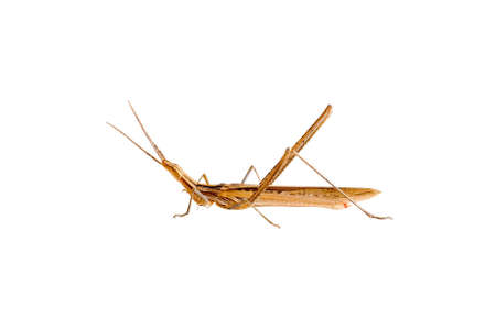 The brown grasshopper is photographed on a white backgroundの写真素材