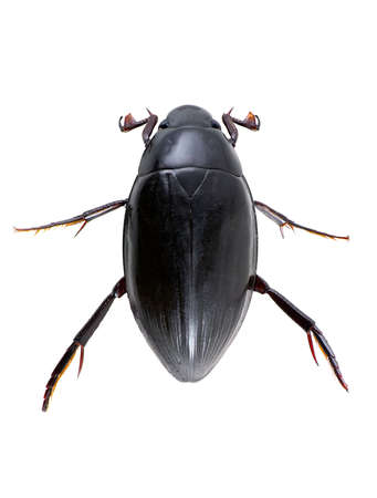 Beetle "Water-tiger" is photographed on the white backgroundの写真素材
