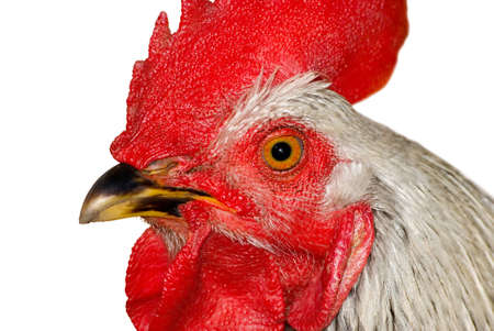 Head of the cock is photographed close-upの写真素材