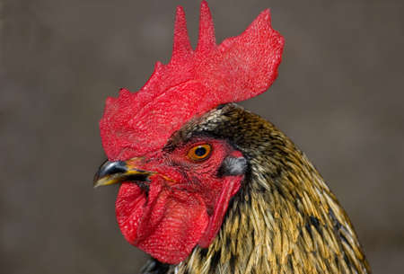 Head of the cock is photographed close-upの写真素材