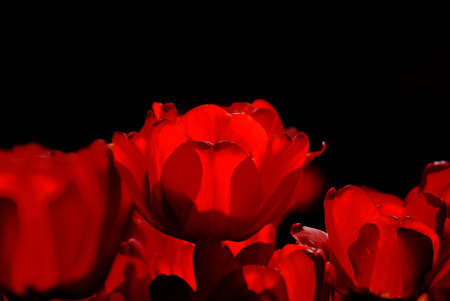 Red tulips are photographed on a black backgroundの写真素材