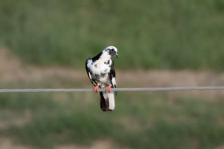 The black-white pigeon  is a sit on the wire