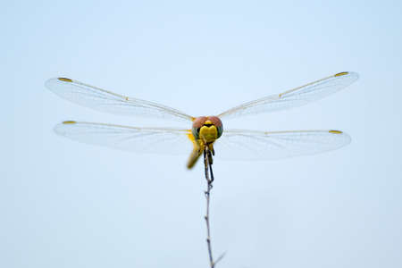 The dragonfly sits on a dry branch on a background of the blue skyの写真素材