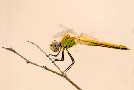 The dragonfly sits on a dry branch on a background of the yellow sandの写真素材