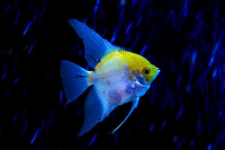The yellow-blue fish is photographed close-upの写真素材