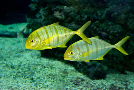 Two yellow striped fishes are photographed close-upの写真素材