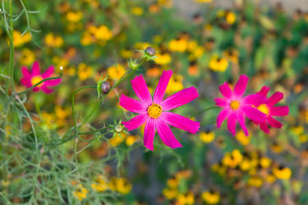 Red flowers are photographed on the close-upの写真素材