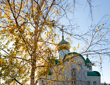 Birch with yellow foliage on a background of a chapelの写真素材