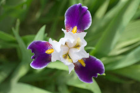 The blueflag is a photographed close-up