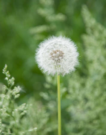 Dandelion is photographed close-upの写真素材