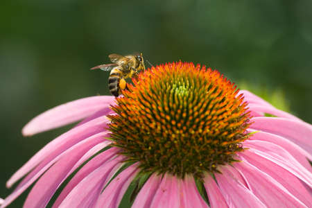 Bee on the flower echinacea is photographed close-upの写真素材