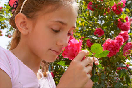 The girl smells rose on a flower-bedの写真素材