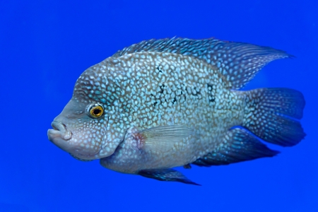 Fish is a photographed in the blue water