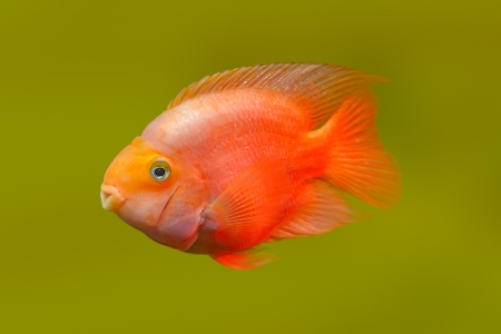 Red fish is a photographed close-up