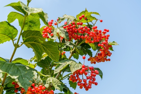 Berries of a arrowwood hang on a branch against the blue skyの写真素材