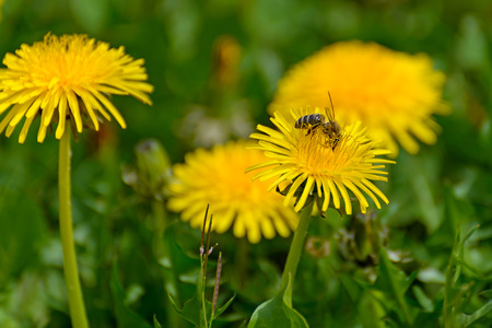 A bee gathers nectar from a dandelion flowerの写真素材