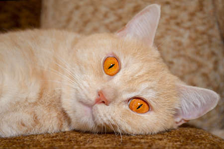 Red cat with big orange eyes lying on the couchの写真素材