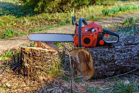 Chainsaw stands on the stump of the sawn woodの写真素材