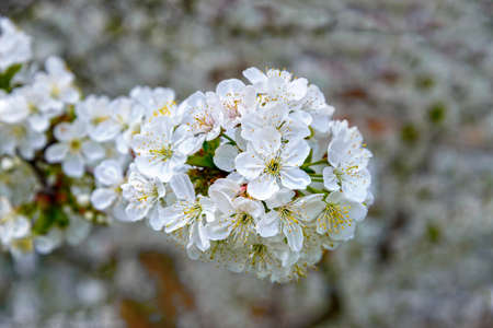 Blooming cherry branch is photographed closeup