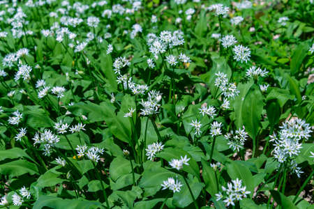 Thickets of wild garlic is photographed close upの写真素材