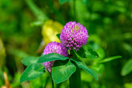 Clover flower photographed close-up on a background of green grass