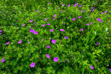 Wild flowers of geranium photographed on a background of green grassの写真素材