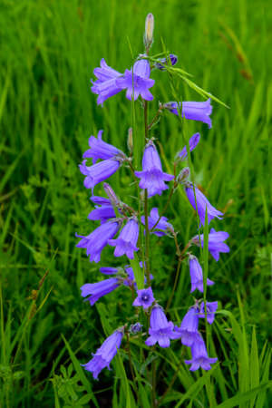 The bellflower of the Siberian is photographed closeupの写真素材
