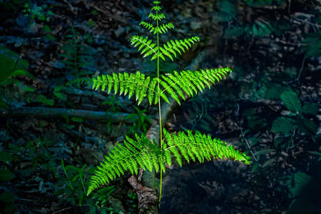 Branch of a fern lit by the sun in the shady wood