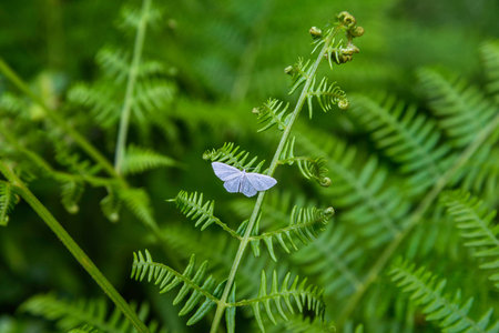 White butterfly sitting on a fern leafの写真素材