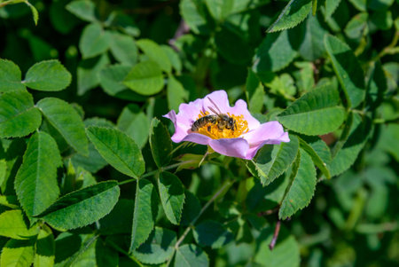 The bee sitting on a flower of wild rose