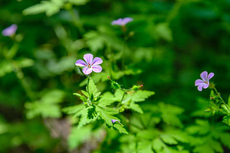 Geranium robertianum against the background of green leavesの写真素材