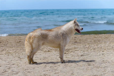 A dog of the Husky breed stands on the seashoreの写真素材