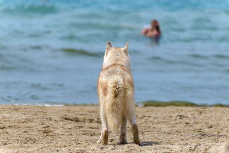 A dog of the Husky breed stands on the seashore and looks at the swimmersの写真素材