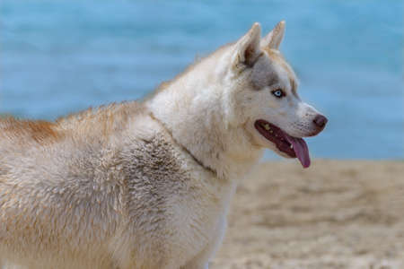 A dog of the Husky breed stands on the seashoreの写真素材
