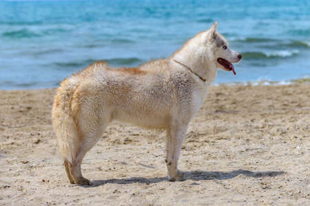 A dog of the Husky breed stands on the seashoreの写真素材
